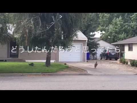 [アラサー女のアメリカ生活]家の前に七面鳥！