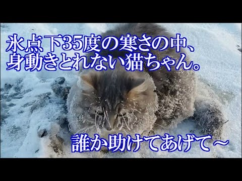 【感動する話】（ロシア）氷点下35度。凍結して身動きできない猫の救出。最後はどうなるのか？