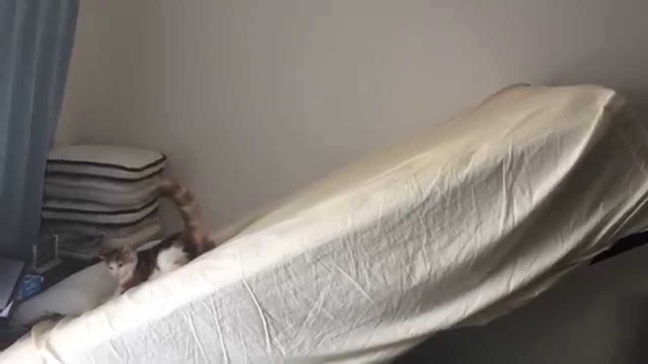 跳ね上げ式ベッドで遊ぶネコ日向 / A cat “Hinata” plays on an inclined bed.